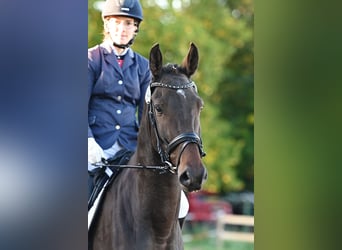 Deutsches Sportpferd, Wallach, 4 Jahre, 170 cm, Dunkelbrauner