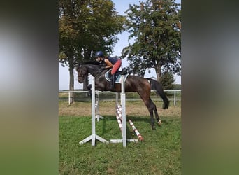 Deutsches Sportpferd, Wallach, 4 Jahre, 170 cm, Dunkelbrauner