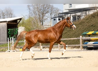 Deutsches Sportpferd, Wallach, 4 Jahre, 170 cm, Fuchs