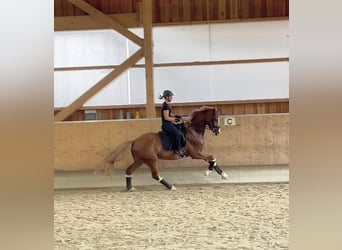 Deutsches Sportpferd, Wallach, 4 Jahre, 170 cm, Fuchs