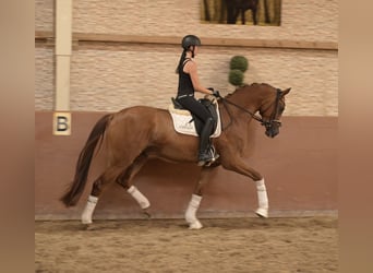 Deutsches Sportpferd, Wallach, 4 Jahre, 170 cm, Fuchs