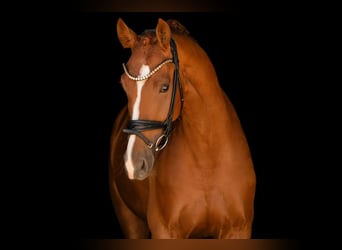 Deutsches Sportpferd, Wallach, 4 Jahre, 170 cm, Fuchs
