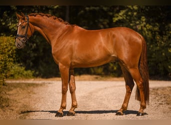 Deutsches Sportpferd, Wallach, 4 Jahre, 170 cm, Fuchs