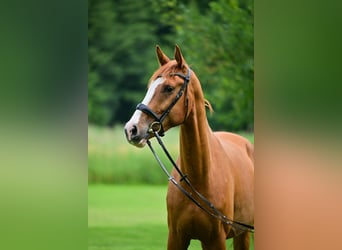 Deutsches Sportpferd, Wallach, 4 Jahre, 170 cm, Fuchs