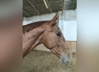 Deutsches Sportpferd, Wallach, 4 Jahre, 170 cm, Fuchs