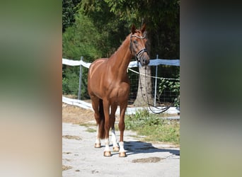 Deutsches Sportpferd, Wallach, 4 Jahre, 170 cm, Fuchs