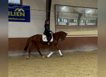 Deutsches Sportpferd, Wallach, 4 Jahre, 170 cm, Fuchs