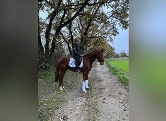 Deutsches Sportpferd, Wallach, 4 Jahre, 170 cm, Fuchs
