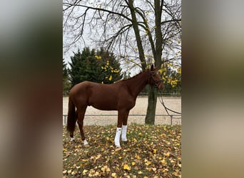Deutsches Sportpferd, Wallach, 4 Jahre, 170 cm, Fuchs