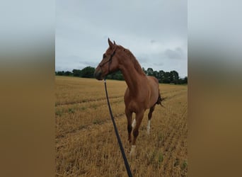 Deutsches Sportpferd, Wallach, 4 Jahre, 170 cm, Fuchs