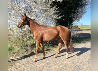 Deutsches Sportpferd, Wallach, 4 Jahre, 170 cm, Fuchs