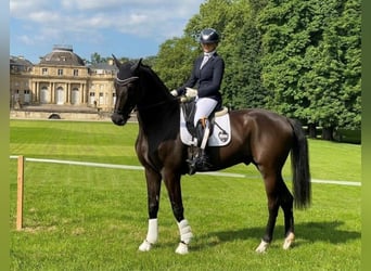 Deutsches Sportpferd, Wallach, 4 Jahre, 170 cm, Rappe