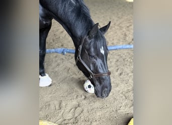 Deutsches Sportpferd, Wallach, 4 Jahre, 170 cm, Rappe