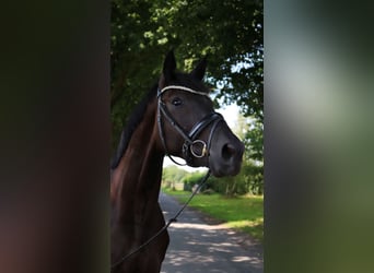 Deutsches Sportpferd, Wallach, 4 Jahre, 170 cm, Rappe