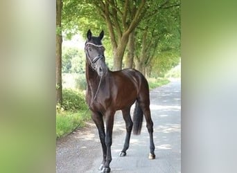 Deutsches Sportpferd, Wallach, 4 Jahre, 170 cm, Rappe
