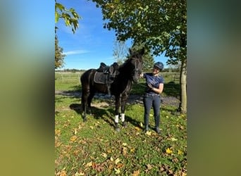 Deutsches Sportpferd, Wallach, 4 Jahre, 170 cm, Rappe