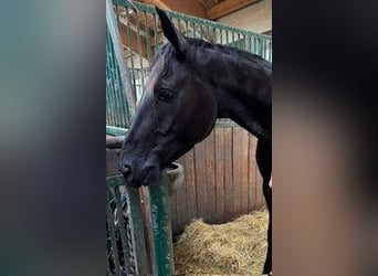 Deutsches Sportpferd, Wallach, 4 Jahre, 170 cm, Rappe