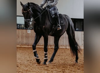 Deutsches Sportpferd, Wallach, 4 Jahre, 170 cm, Rappe