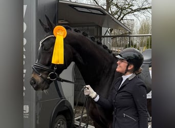 Deutsches Sportpferd, Wallach, 4 Jahre, 170 cm, Rappe