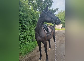 Deutsches Sportpferd, Wallach, 4 Jahre, 170 cm, Rappe