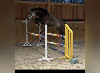 Deutsches Sportpferd, Wallach, 4 Jahre, 170 cm, Schimmel