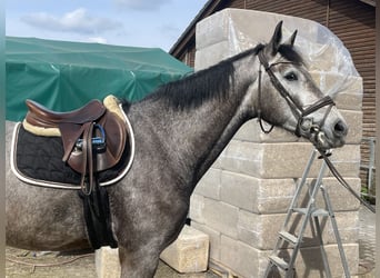 Deutsches Sportpferd, Wallach, 4 Jahre, 170 cm, Schimmel