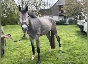 Deutsches Sportpferd, Wallach, 4 Jahre, 170 cm, Schimmel