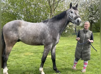 Deutsches Sportpferd, Wallach, 4 Jahre, 170 cm, Schimmel