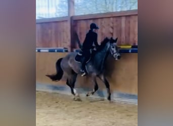 Deutsches Sportpferd, Wallach, 4 Jahre, 170 cm, Schimmel