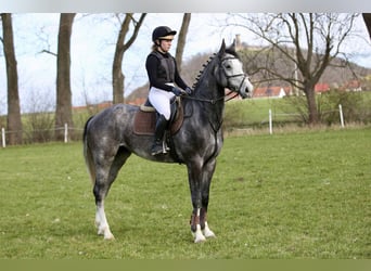 Deutsches Sportpferd, Wallach, 4 Jahre, 170 cm, Schimmel