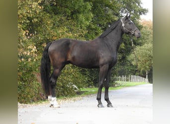 Deutsches Sportpferd, Wallach, 4 Jahre, 170 cm, Schwarzbrauner