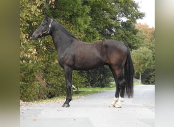 Deutsches Sportpferd, Wallach, 4 Jahre, 170 cm, Schwarzbrauner
