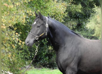Deutsches Sportpferd, Wallach, 4 Jahre, 170 cm, Schwarzbrauner