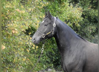 Deutsches Sportpferd, Wallach, 4 Jahre, 170 cm, Schwarzbrauner