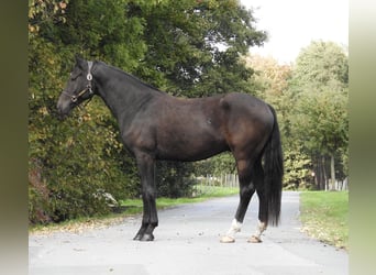 Deutsches Sportpferd, Wallach, 4 Jahre, 170 cm, Schwarzbrauner