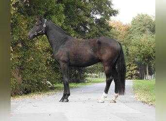 Deutsches Sportpferd, Wallach, 4 Jahre, 170 cm, Schwarzbrauner
