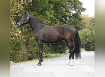 Deutsches Sportpferd, Wallach, 4 Jahre, 170 cm, Schwarzbrauner