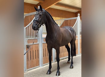 Deutsches Sportpferd, Wallach, 4 Jahre, 170 cm, Schwarzbrauner