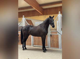 Deutsches Sportpferd, Wallach, 4 Jahre, 170 cm, Schwarzbrauner