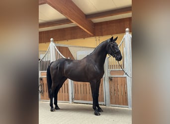 Deutsches Sportpferd, Wallach, 4 Jahre, 170 cm, Schwarzbrauner