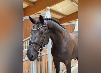 Deutsches Sportpferd, Wallach, 4 Jahre, 170 cm, Schwarzbrauner