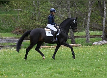 Deutsches Sportpferd, Wallach, 4 Jahre, 170 cm, Schwarzbrauner