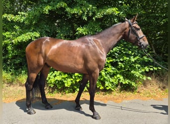 Deutsches Sportpferd, Wallach, 4 Jahre, 170 cm