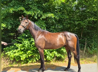 Deutsches Sportpferd, Wallach, 4 Jahre, 170 cm