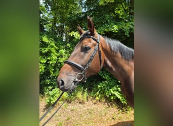 Deutsches Sportpferd, Wallach, 4 Jahre, 170 cm