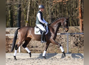 Deutsches Sportpferd, Wallach, 4 Jahre, 171 cm, Brauner