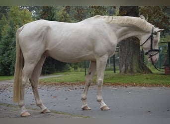 Deutsches Sportpferd, Wallach, 4 Jahre, 171 cm, Cremello