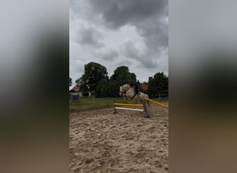 Deutsches Sportpferd, Wallach, 4 Jahre, 171 cm, Cremello