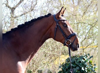 Deutsches Sportpferd, Wallach, 4 Jahre, 171 cm