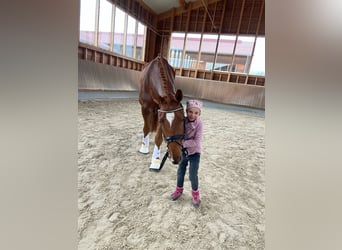 Deutsches Sportpferd, Wallach, 4 Jahre, 171 cm, Dunkelfuchs